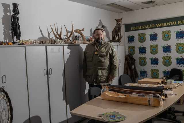 Aeroporto Internacional de Guarulhos, São Paulo, Brasil. Daniel Eduardo Visciano de Carvalho, 48 anos, investigador de crimes ambientais do IBAMA, agência federal de meio ambiente do Brasil, coordena uma unidade dedicada ao combate do contrabando de fauna silvestre e madeira no aeroporto internacional mais movimentado do país. Desde 2018, sua equipe já interceptou e sancionou diversos comerciantes que transportavam ilegalmente varetas e arcos feitos de pau-brasil (Paubrasilia echinata).
