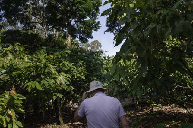 Fazenda Nova Aurora, Ilhéus, Bahia, Brasil. O agricultor Edmond Chemmes Ganem plantou pau-brasil (Paubrasilia echinata) em seus 70 hectares de cacau cultivado pelo sistema agroflorestal tradicional de cabruca, no qual árvores nativas oferecem sombra ao cacaueiro. Ele começou a testar o pau-brasil como espécie de sombreamento em 2004, após conversas com o pesquisador Dan Lobão, do Centro de Pesquisas do Cacau (Cepec), que doou as primeiras 300 mudas. Desde então, Ganem já plantou cerca de 3 mil árvores. Embora seu principal comprador de cacau seja a Nestlé, ele projeta que, no futuro, o pau-brasil cultivado de forma sustentável também possa abastecer o mercado especializado de arcos de violino de alta qualidade.