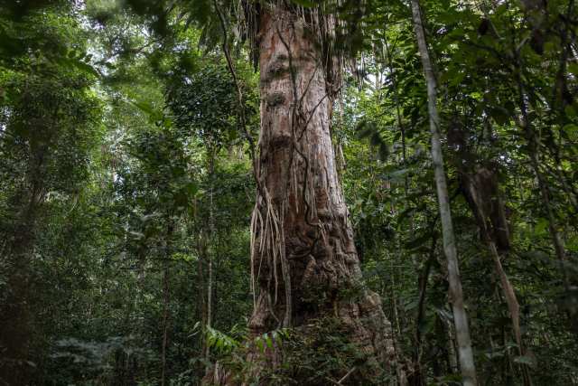 Acampamento do Movimento Sem Terra em Itamaraju, Bahia. A “árvore-rei” é considerada o maior e mais antigo pau-brasil do Brasil. Estima-se que tenha cerca de 600 anos, com 40 metros de altura e 7,13 metros de circunferência. Famílias do MST (Movimento dos Trabalhadores Rurais Sem Terra) ocuparam esta área rural em 2009 e atuam como guardiãs da floresta, que também abriga outras espécies nativas centenárias, como pequi, jacarandá, sapucaia e oiti