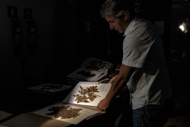 O professor e diretor Daniel Piotto trabalha em um laboratório de pesquisa no Campus Jorge Amado da Universidade Federal do Sul da Bahia, em Ilhéus, que abriga uma das maiores coleções de dados botânicos sobre espécies da Mata Atlântica e um dos acervos botânicos mais extensos do mundo. Ele lidera um projeto financiado pela IPCI que analisa taxas de sobrevivência, desempenho de crescimento e propriedades da madeira de pau-brasil sob diferentes condições climáticas. A pesquisa busca fortalecer o cultivo e a conservação de longo prazo da espécie.