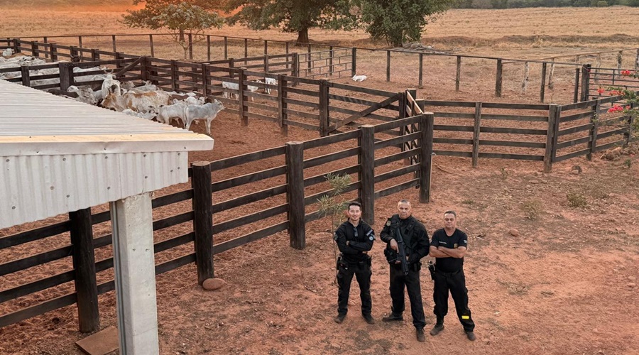 Polícia Civil apreende 120 bovinos suspeitos de origem ilegal em Dom Aquino.